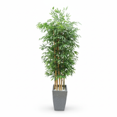 Artificial Refined Bamboo Tree with Grey Pot - 180cm (6ft)